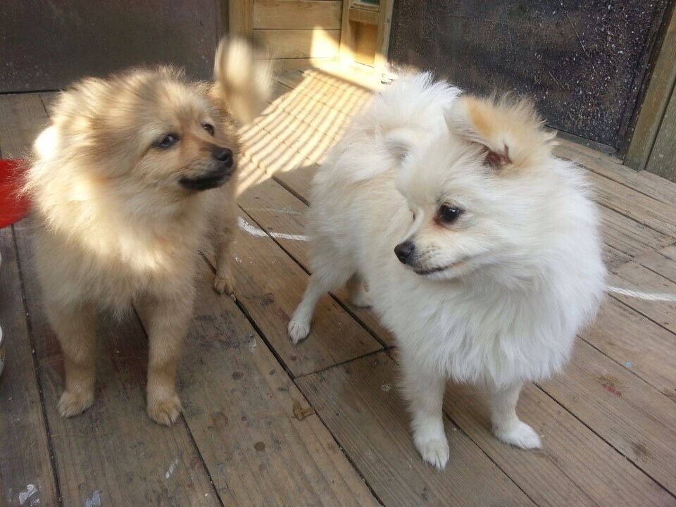 충남 천안시 화이트 포메 여아 를 찾아요