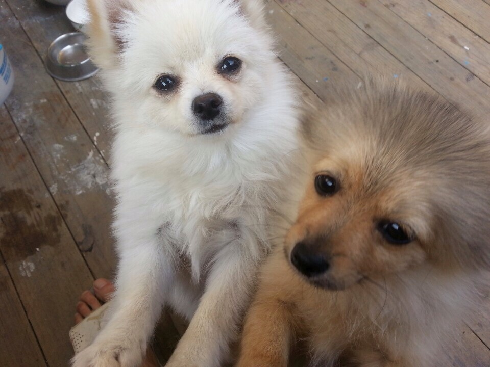 충남 천안시 화이트 포메 여아 를 찾아요