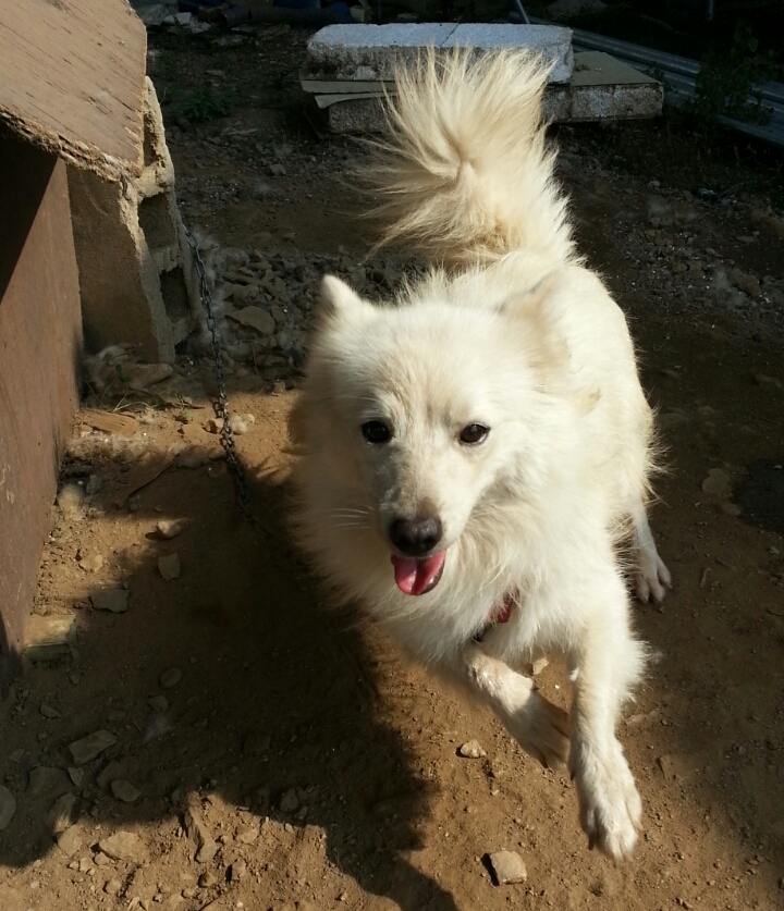 [경기도 파주] 스피츠를 애타게 찾습니다..