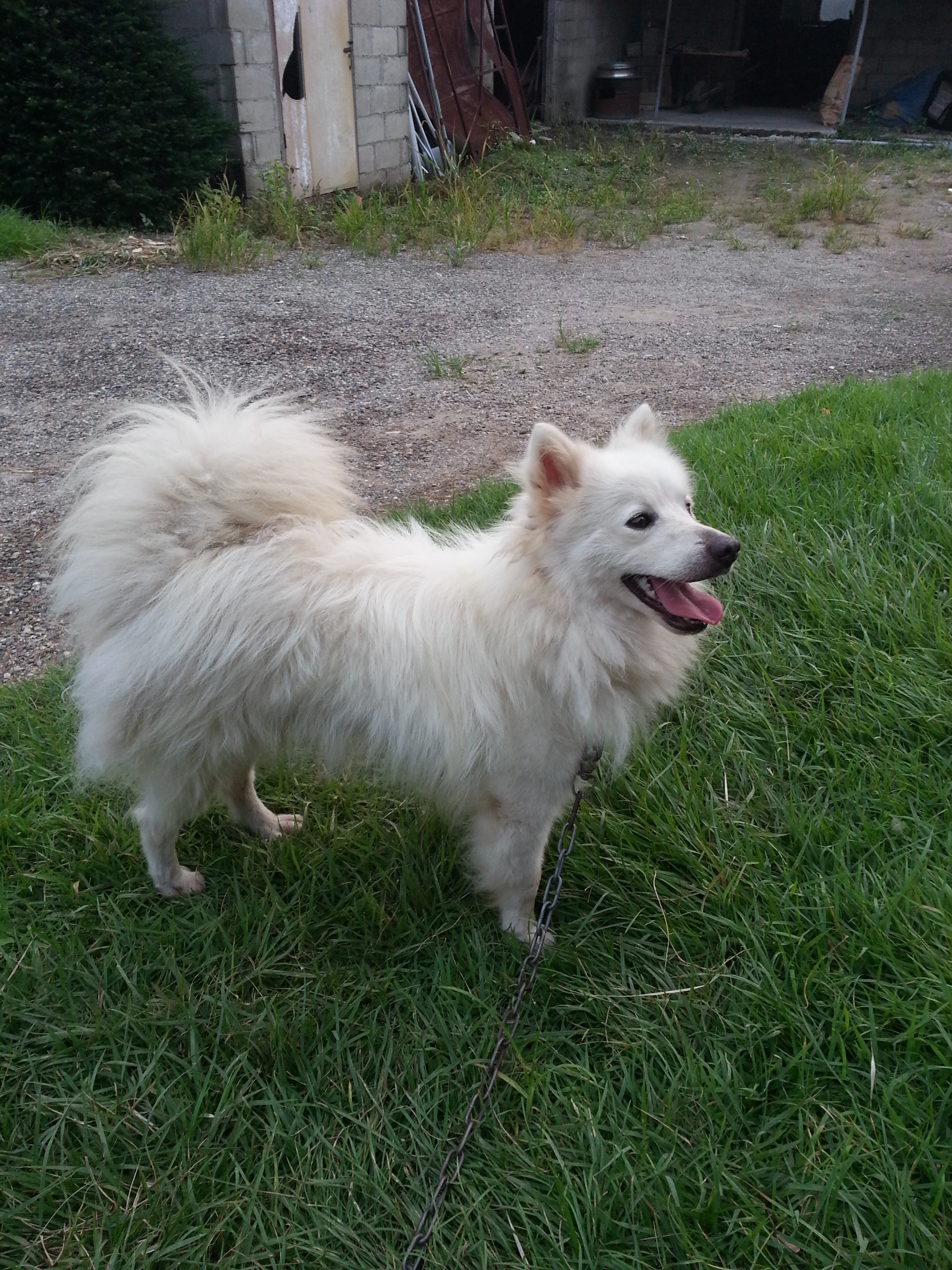 [경기도 파주] 스피츠를 애타게 찾습니다..