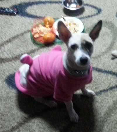 우리 반쪽이 좀 찾아주세요(서울 서대문구 연희동 부근)