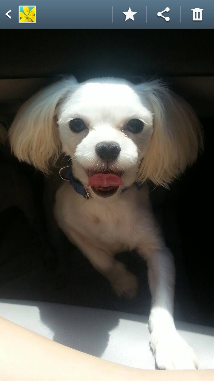 거여동 비호아파트(남한산성올라가는길)말티즈수컷 파란색목줄착용. 