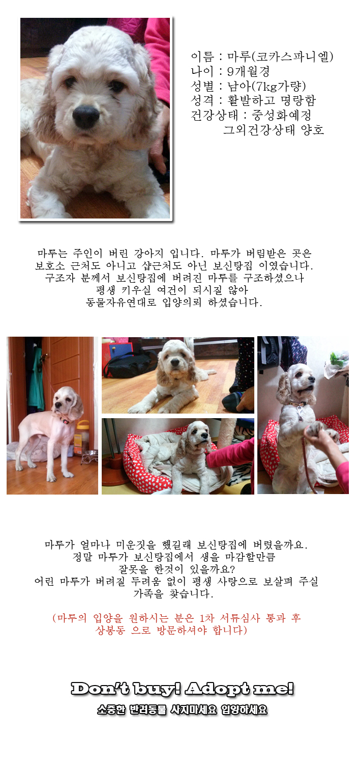 [D13-54관외] 보신탕집에 버려진 마루