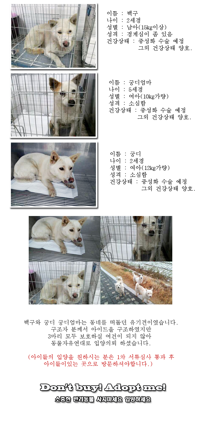 [D13-55관외] 동네를 떠돌아 다니던 백구와 궁디그리고 궁디 엄마.