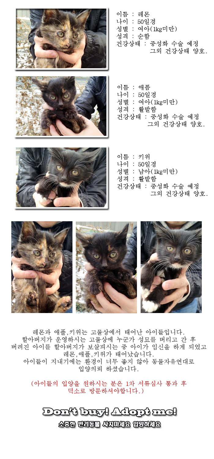 [D13-56관외] 고물상에서 생활하는 레몬, 애플, 키위