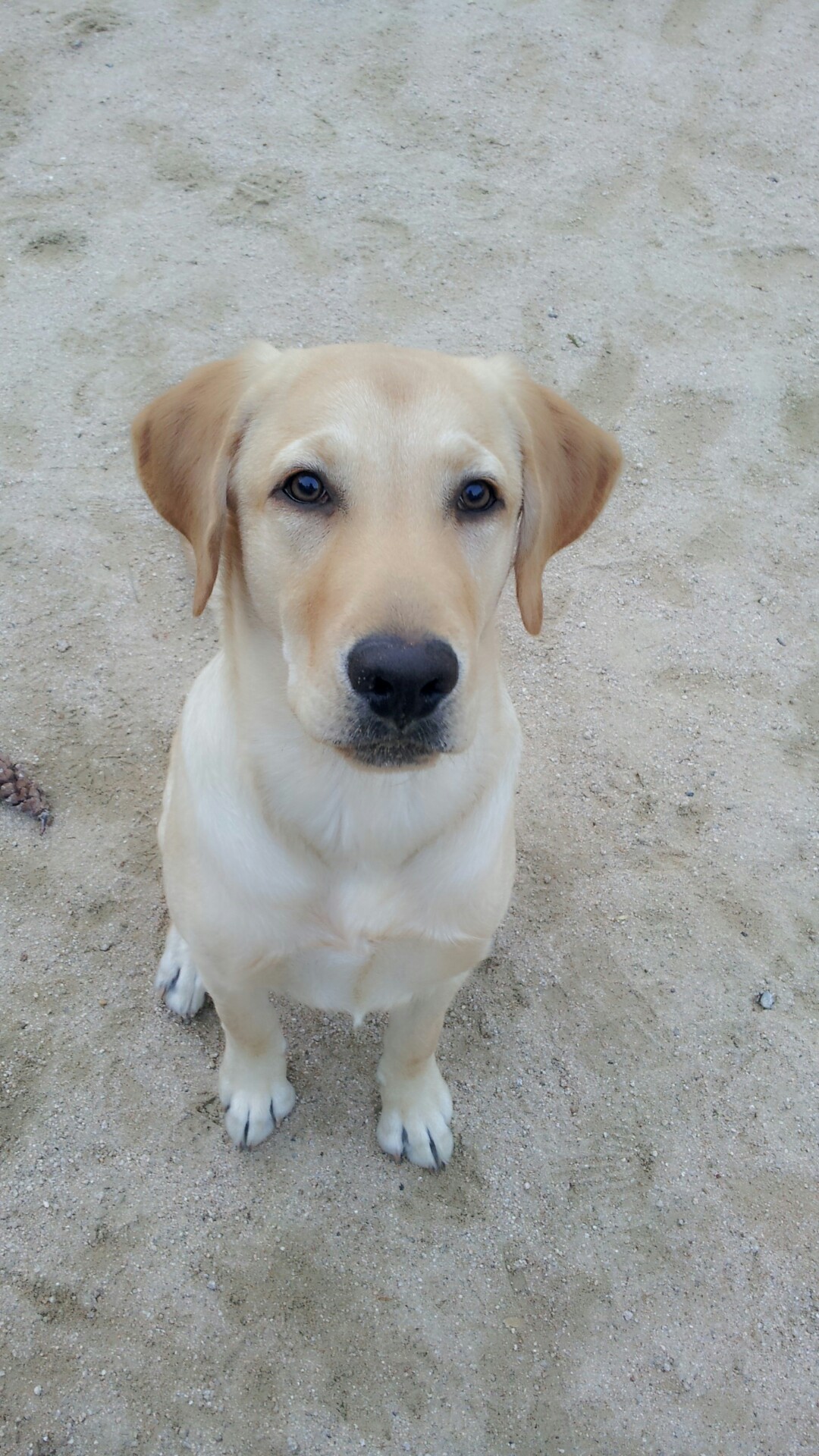 경기도 군포시에서 잃어버린 강아지를 찾습니다..