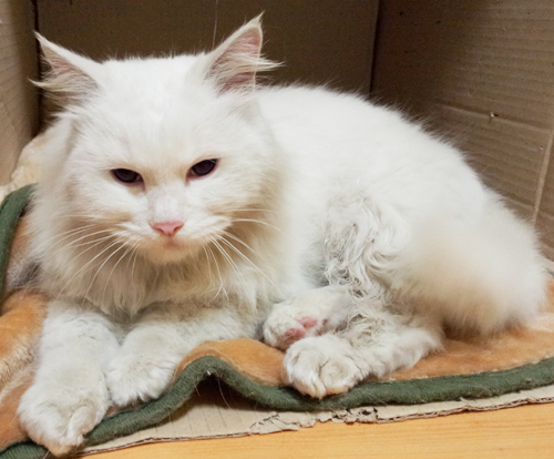 부천 소사동/터키쉬앙고라/흰색냥이/2~3살정도 주인찾아요