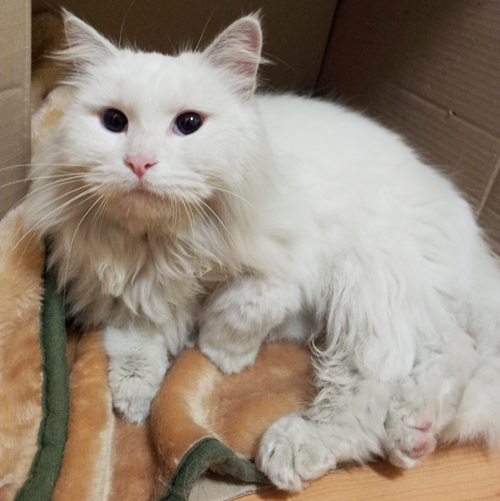 부천 소사동/터키쉬앙고라/흰색냥이/2~3살정도 주인찾아요