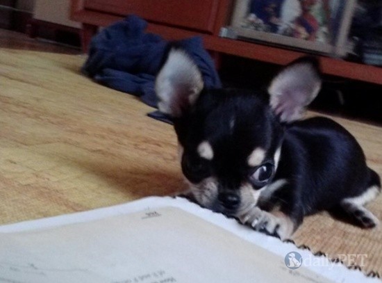 소중한 반려견이 도둑에게 들려가 행방이 묘연합니다.