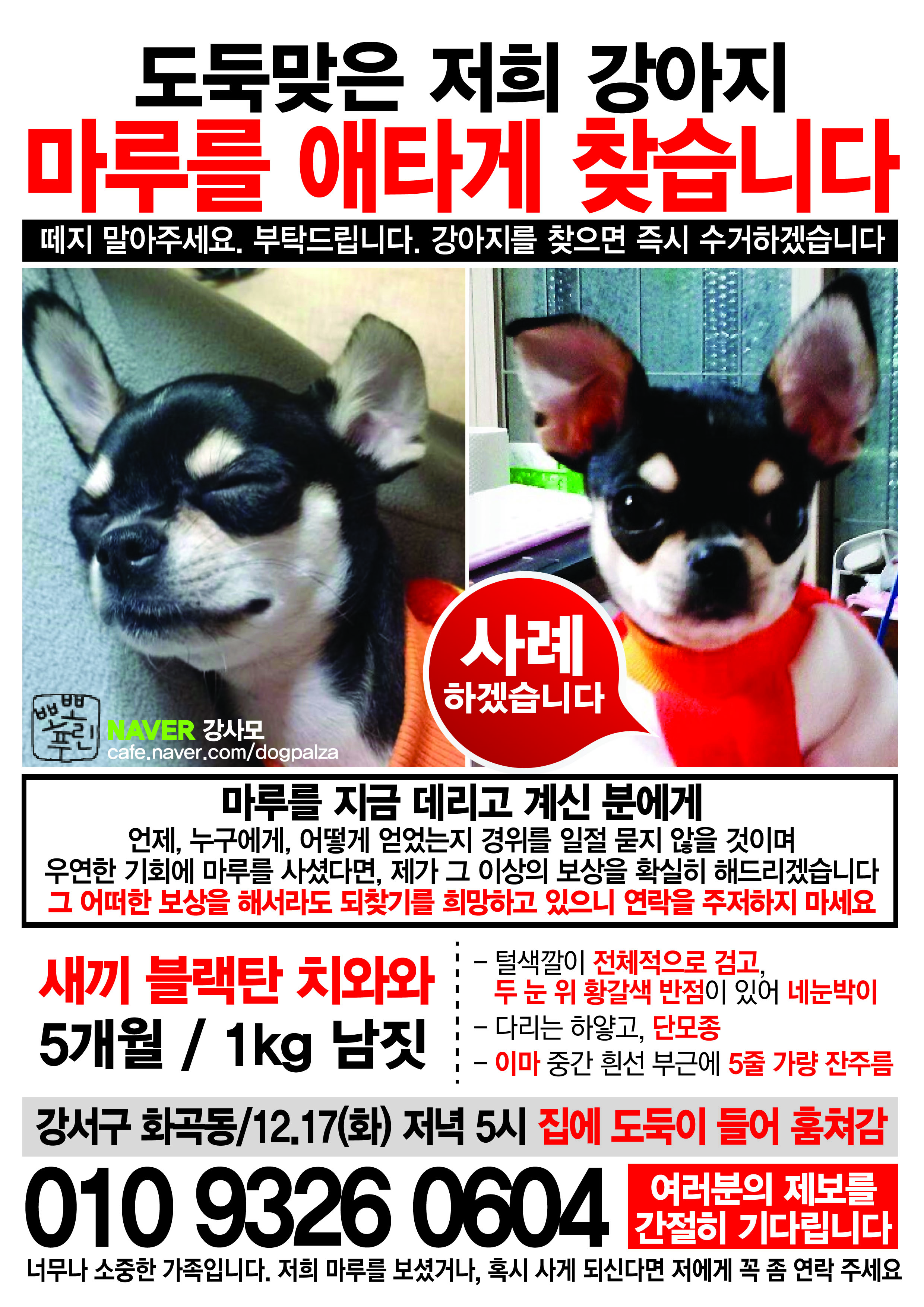 소중한 반려견이 도둑에게 들려가 행방이 묘연합니다.