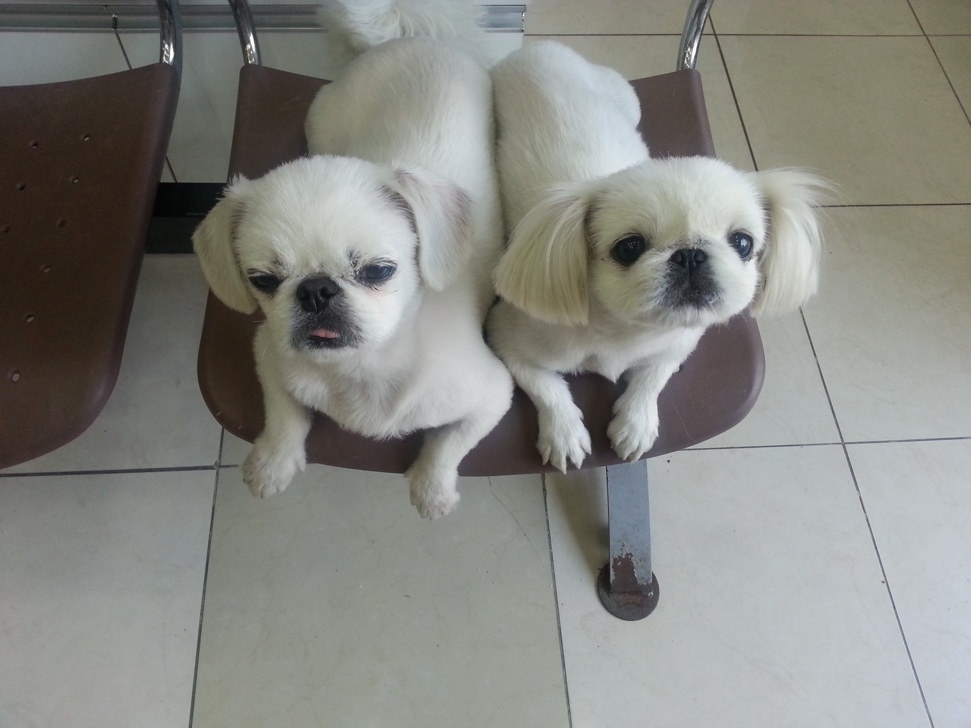 파주에있는 페키니즈찾아요