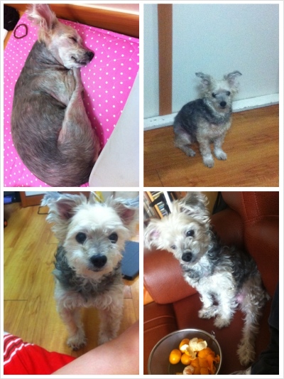 깜순이 찾습니다.(서울 신길동,대방동,대림동,신림동)