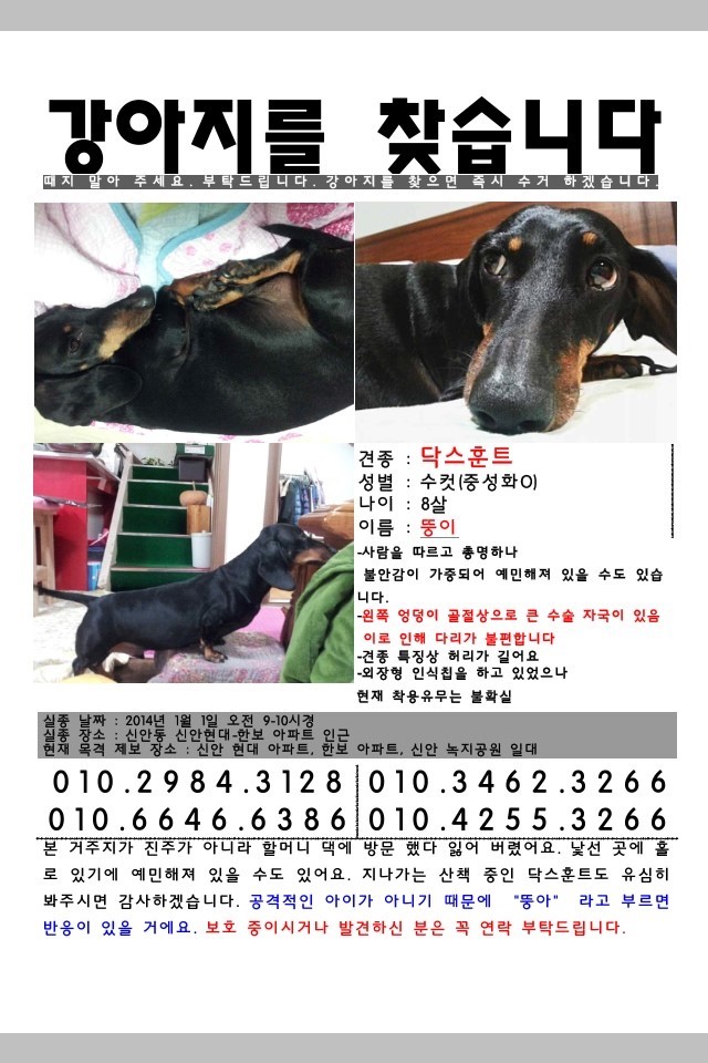 (진주 신안평거/닥스훈트) 우리 뚱이를 애타게 찾아요