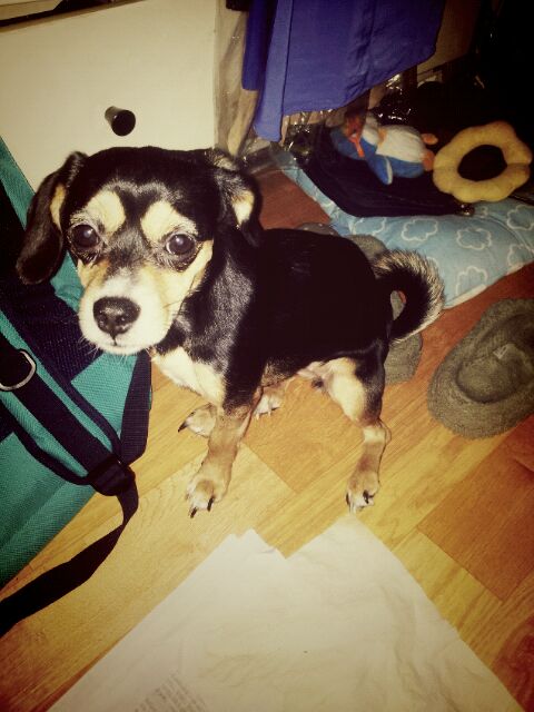 사당4동 300-19번지에서 잃어버린 까만색 강아지