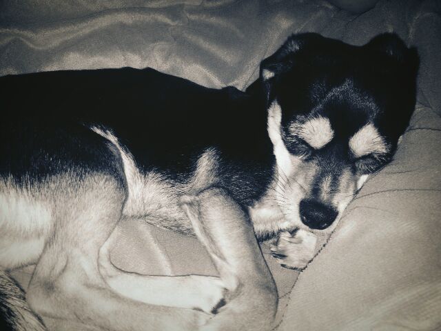 사당4동 300-19번지에서 잃어버린 까만색 강아지