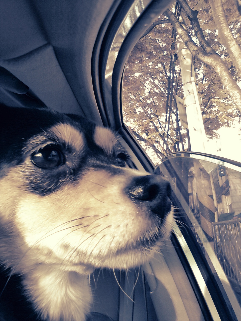 사당4동 300-19번지에서 잃어버린 까만색 강아지