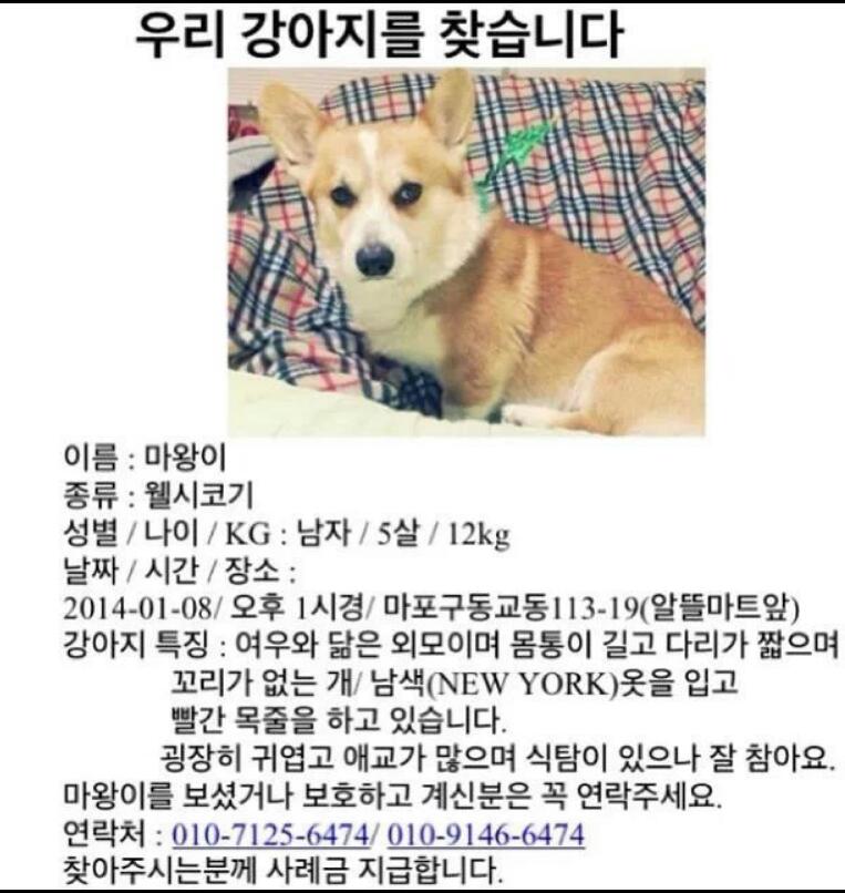 마왕이를 찾습니다 제발 도와주세요(사례금100만원)