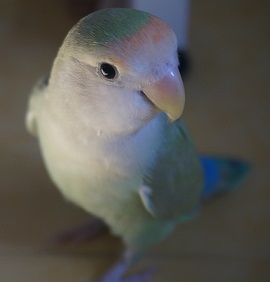 모란앵무 타마를 찾습니다.