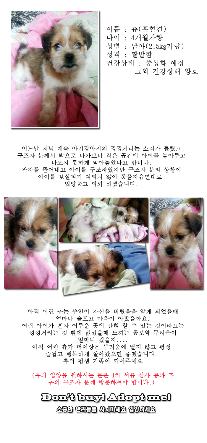 [D14-01관외] 주인에게 버려진 아기강아지 츄