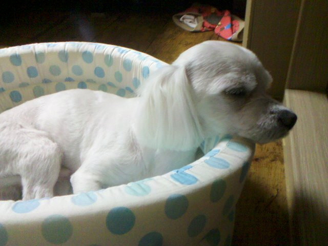 말티즈 4살 수컷 경기 여주 도전리에서 찾아요