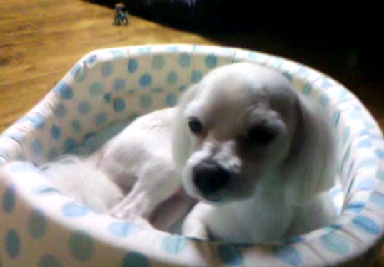 말티즈 4살 수컷 경기 여주 도전리에서 찾아요