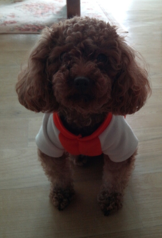 주황색옷입고있는 갈색푸들을 찾아요