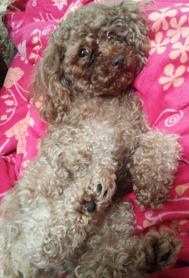 주황색옷입고있는 갈색푸들을 찾아요