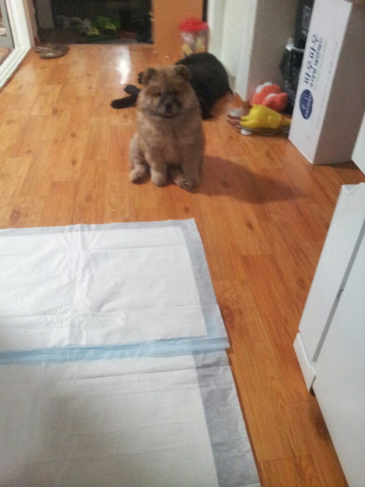 경기 화성 봉담 카톨릭대쪽에서 잃어버린 강아지를 찾습니다