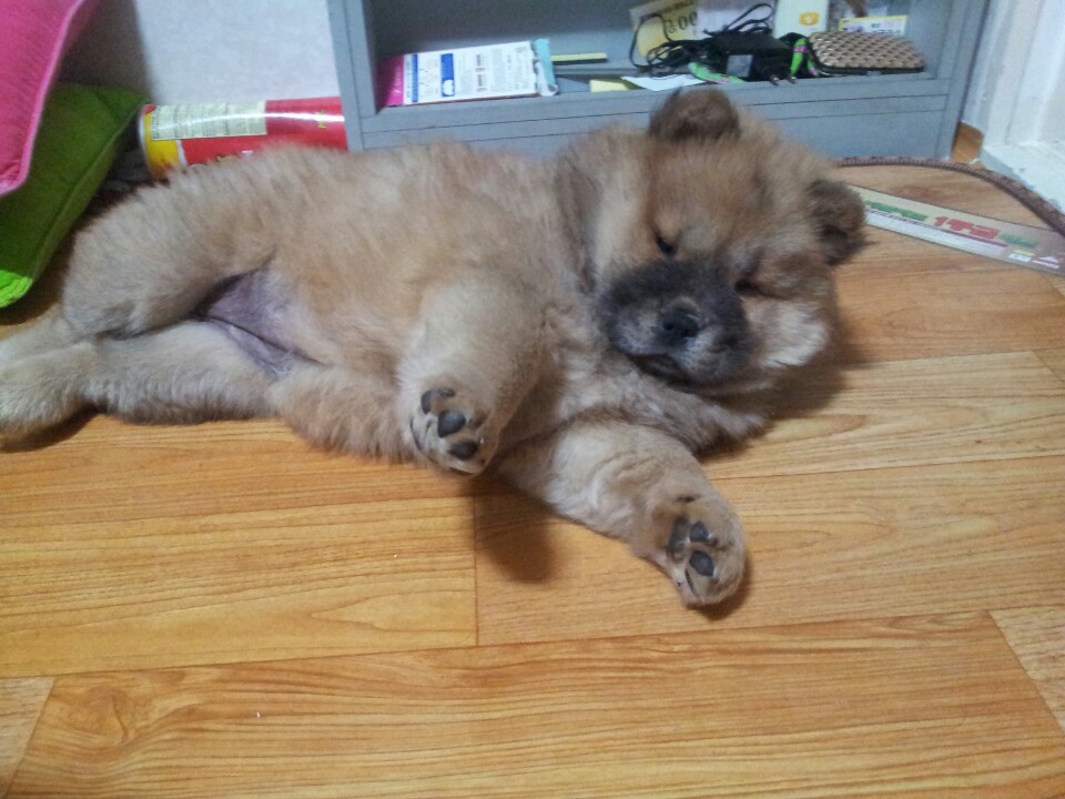 경기 화성 봉담 카톨릭대쪽에서 잃어버린 강아지를 찾습니다