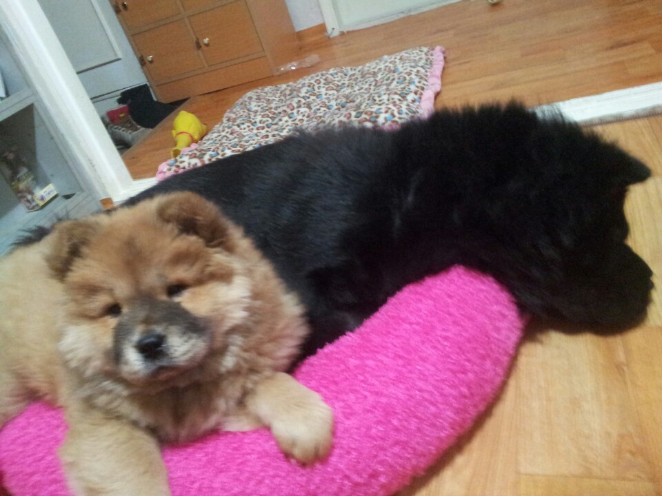 경기 화성 봉담 카톨릭대쪽에서 잃어버린 강아지를 찾습니다