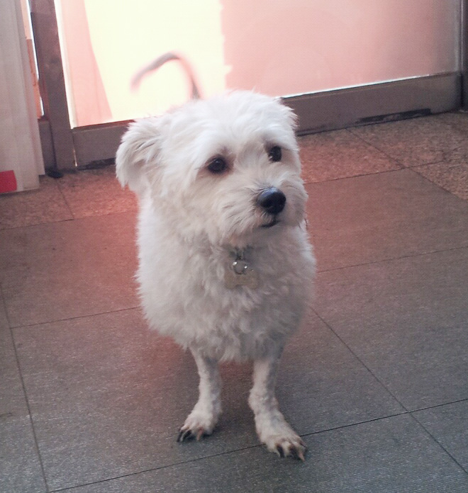 경북 구미시 지산동 가게앞에서 사라졌습니다