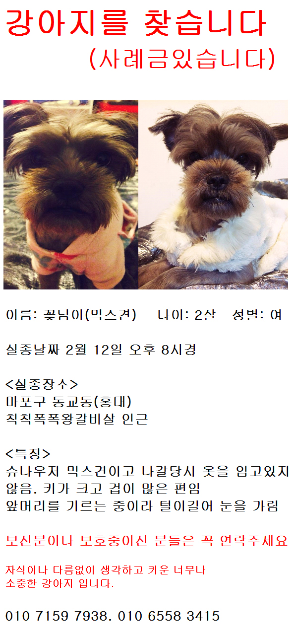 믹스견 꽃님이를 찾아주세요