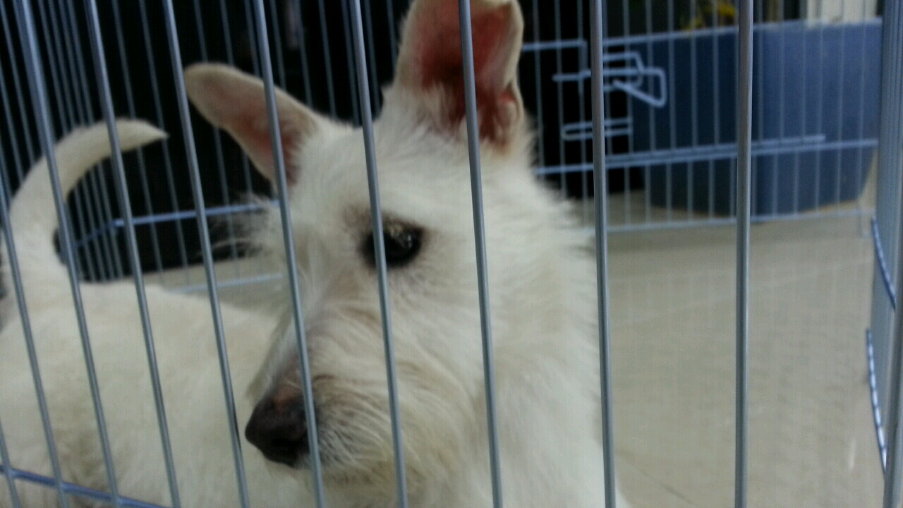 부산 사직동 흰색강아지