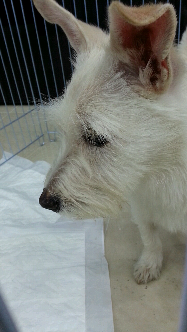 부산 사직동 흰색강아지