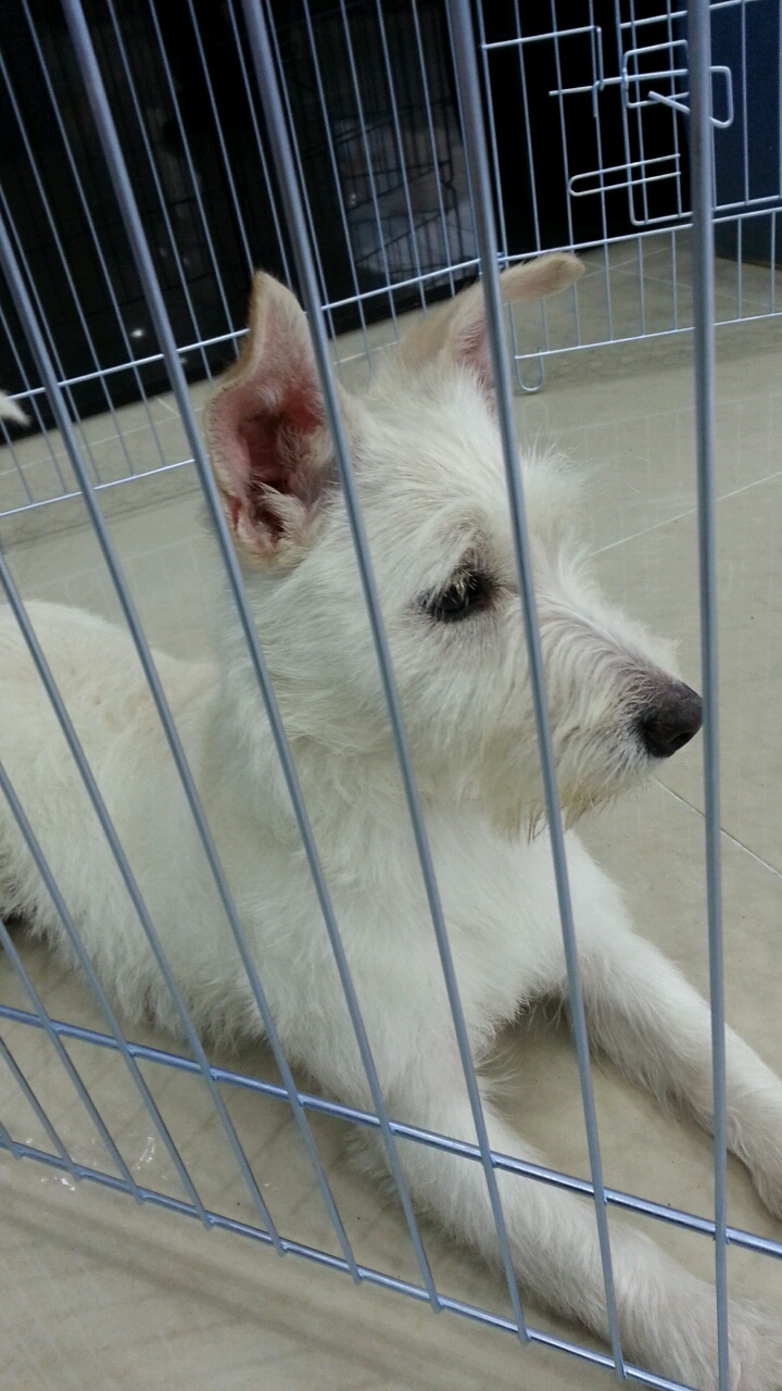 부산 사직동 흰색강아지