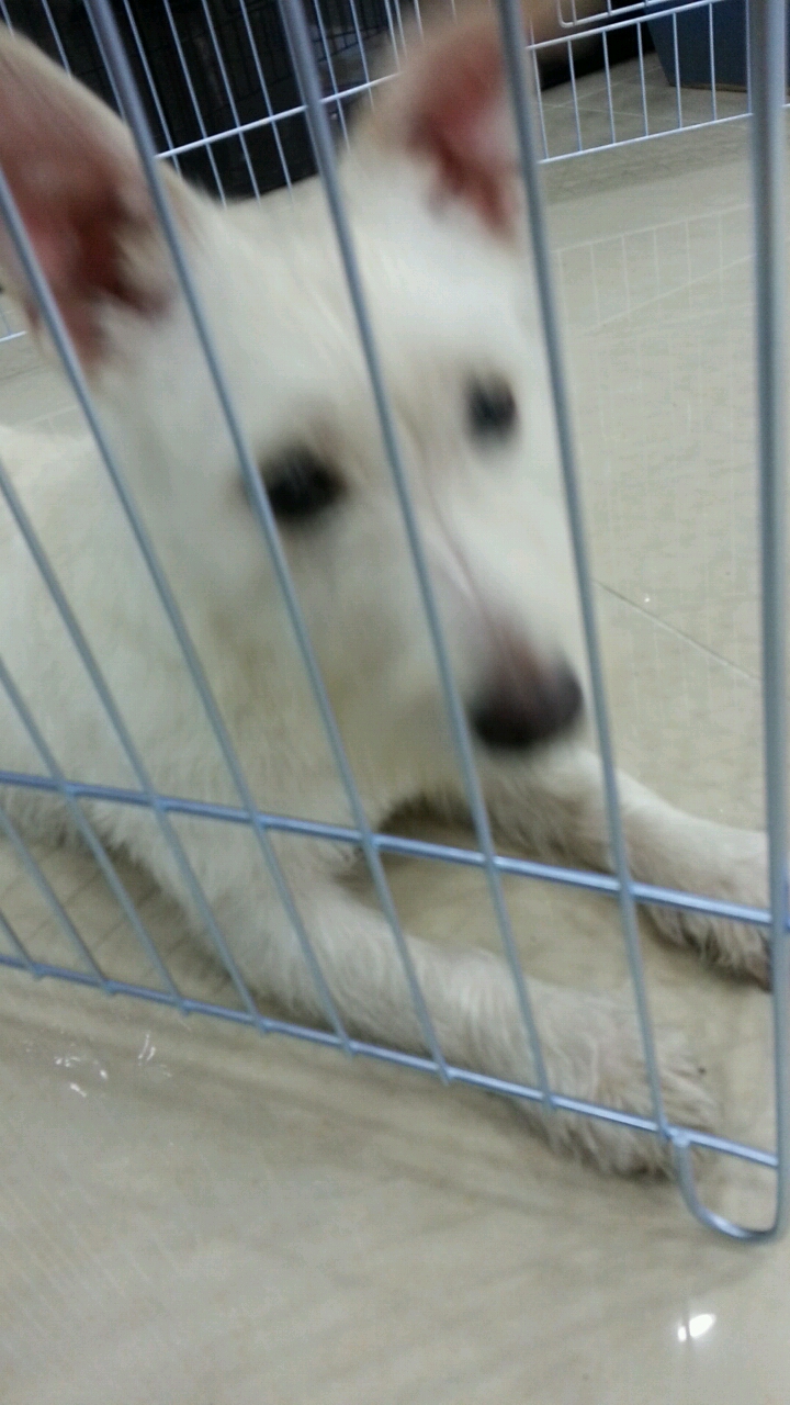 부산 사직동 흰색강아지