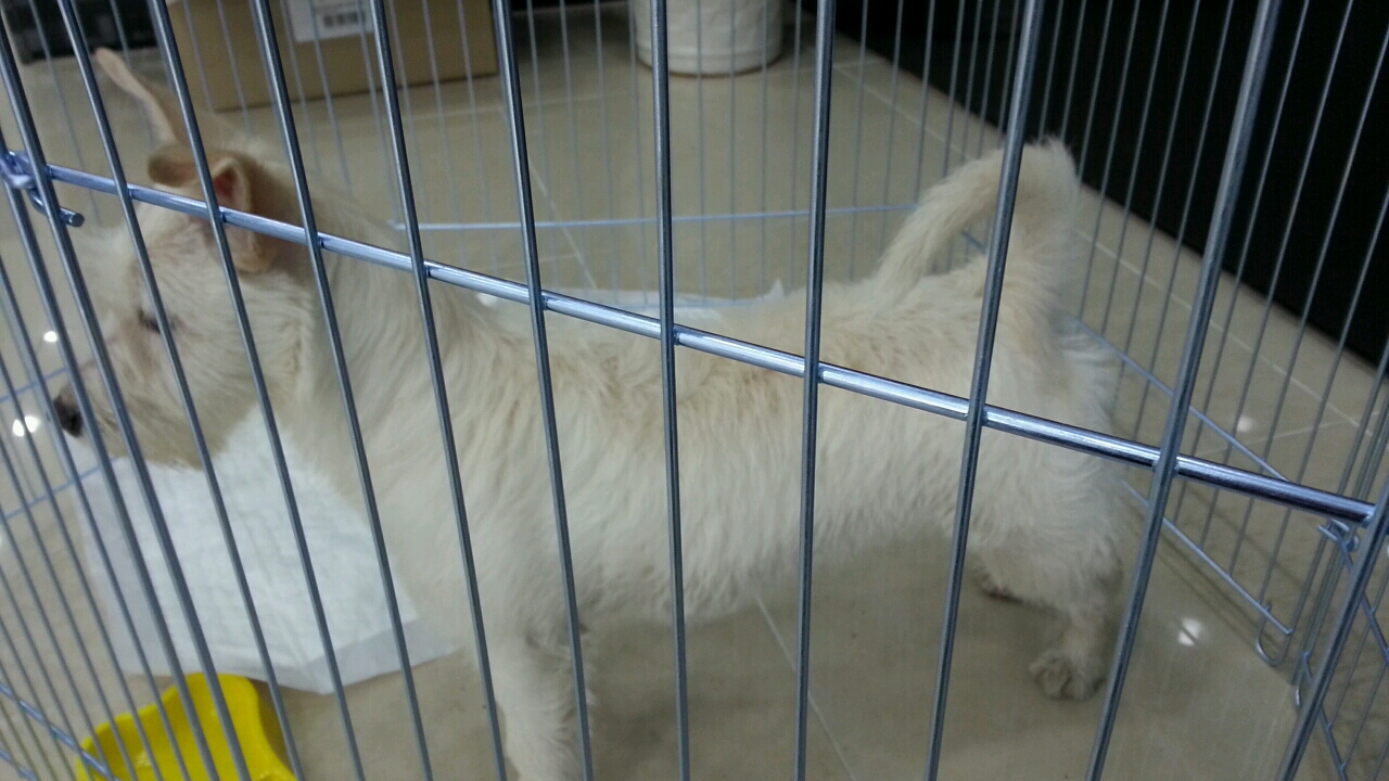 부산 사직동 흰색강아지