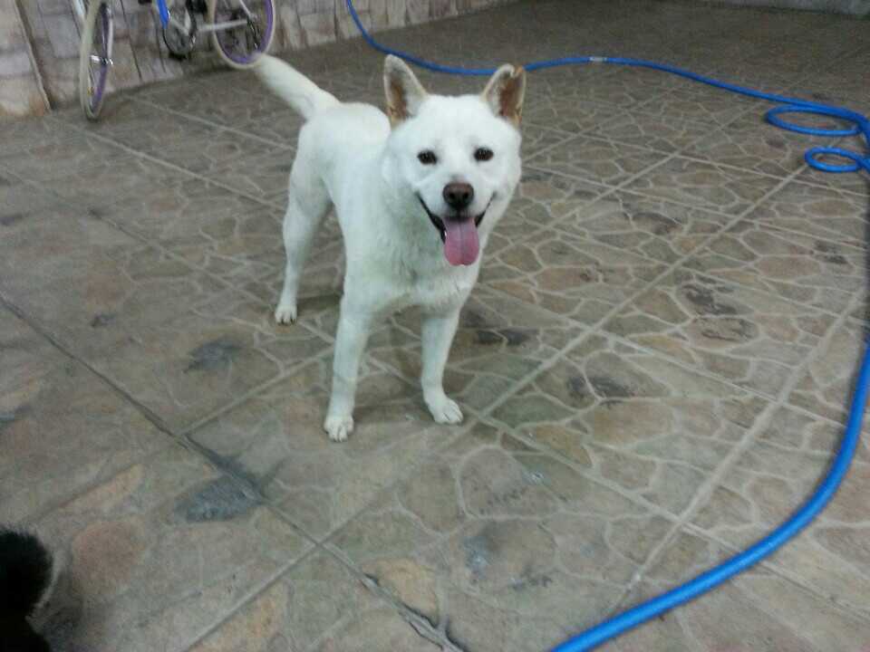 헤이리 근처 잃어버린 백구를 찾습니다 (사례합니다)