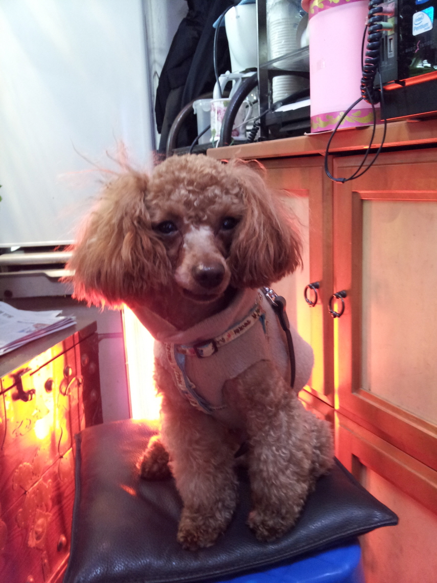 잃어버린 똘이 찾습니다