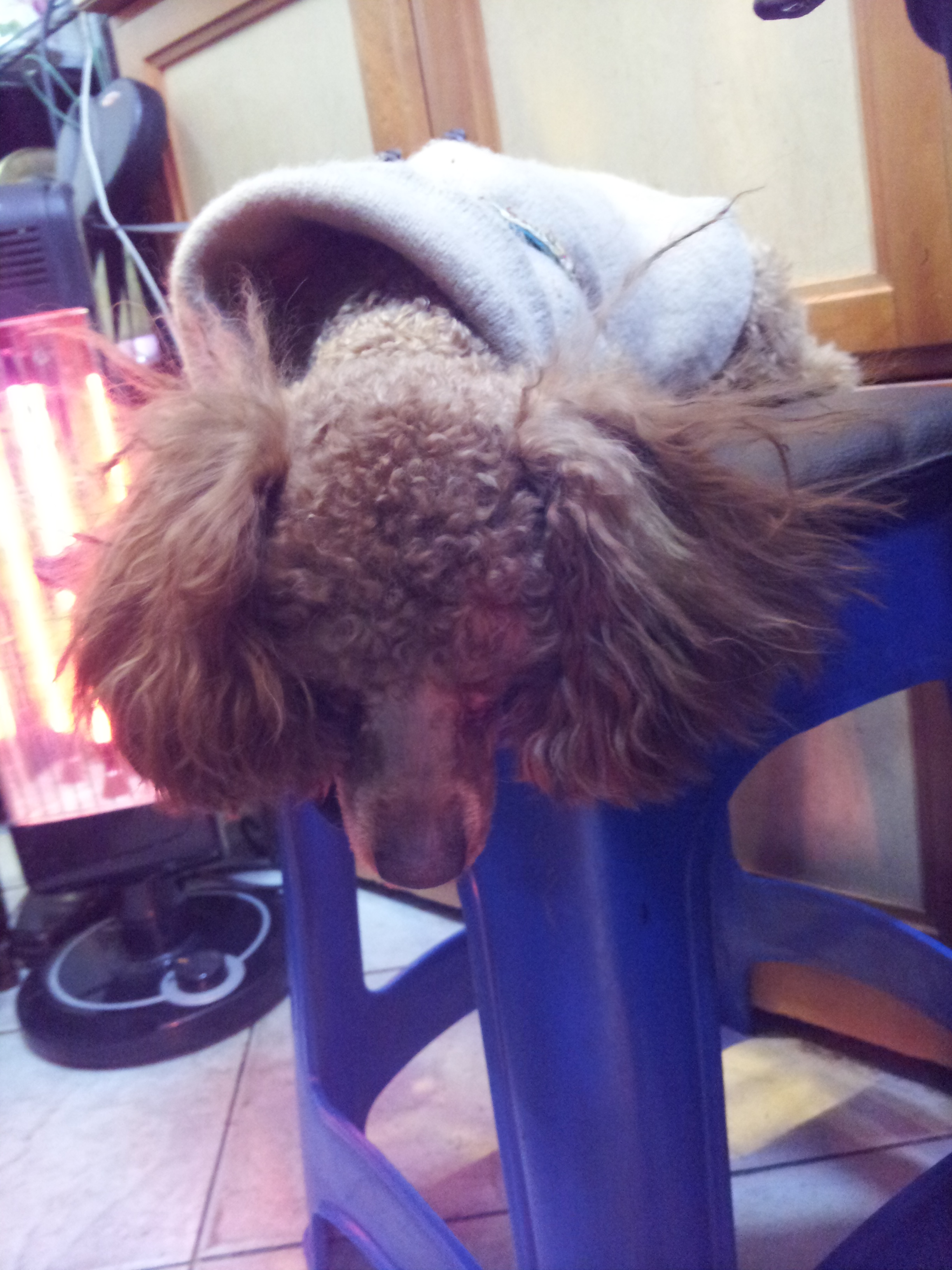 잃어버린 똘이 찾습니다