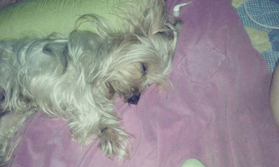 서울 강동구 성내동 해피를 찾습니다