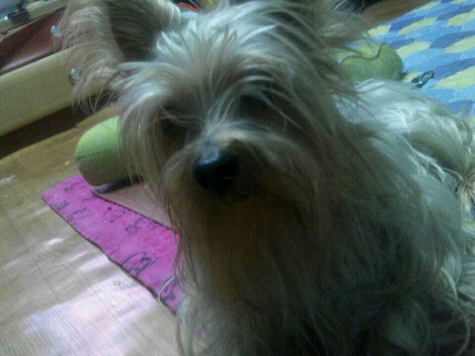 서울 강동구 성내동 해피를 찾습니다