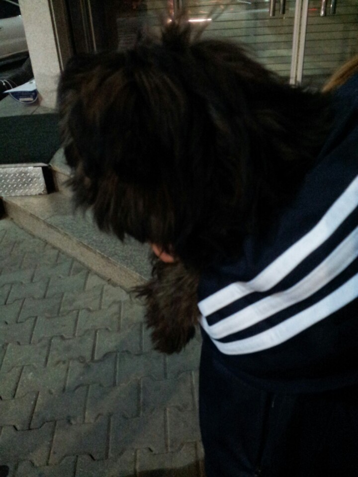 수원시, 팔달구 우만1동 검정색 강아지 보호 중 (중성화 有)