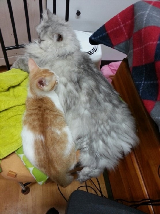 [동작구 노량진동] 페르시안 실버/ 암컷 / 12살 찾습니다 