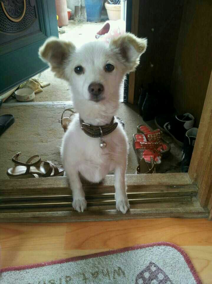 상도역~장승배기 부근 하얀 믹스견 찾아요