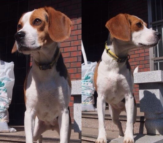 [인천]비글 여아 찾습니다(포천이)