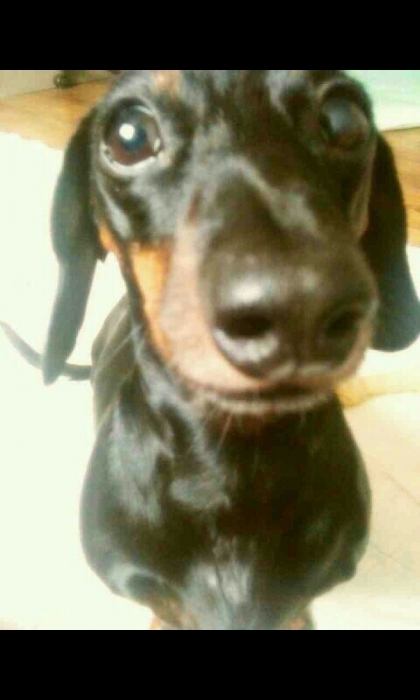 (대전)까만색닥스훈트 가아지를찾습니다 