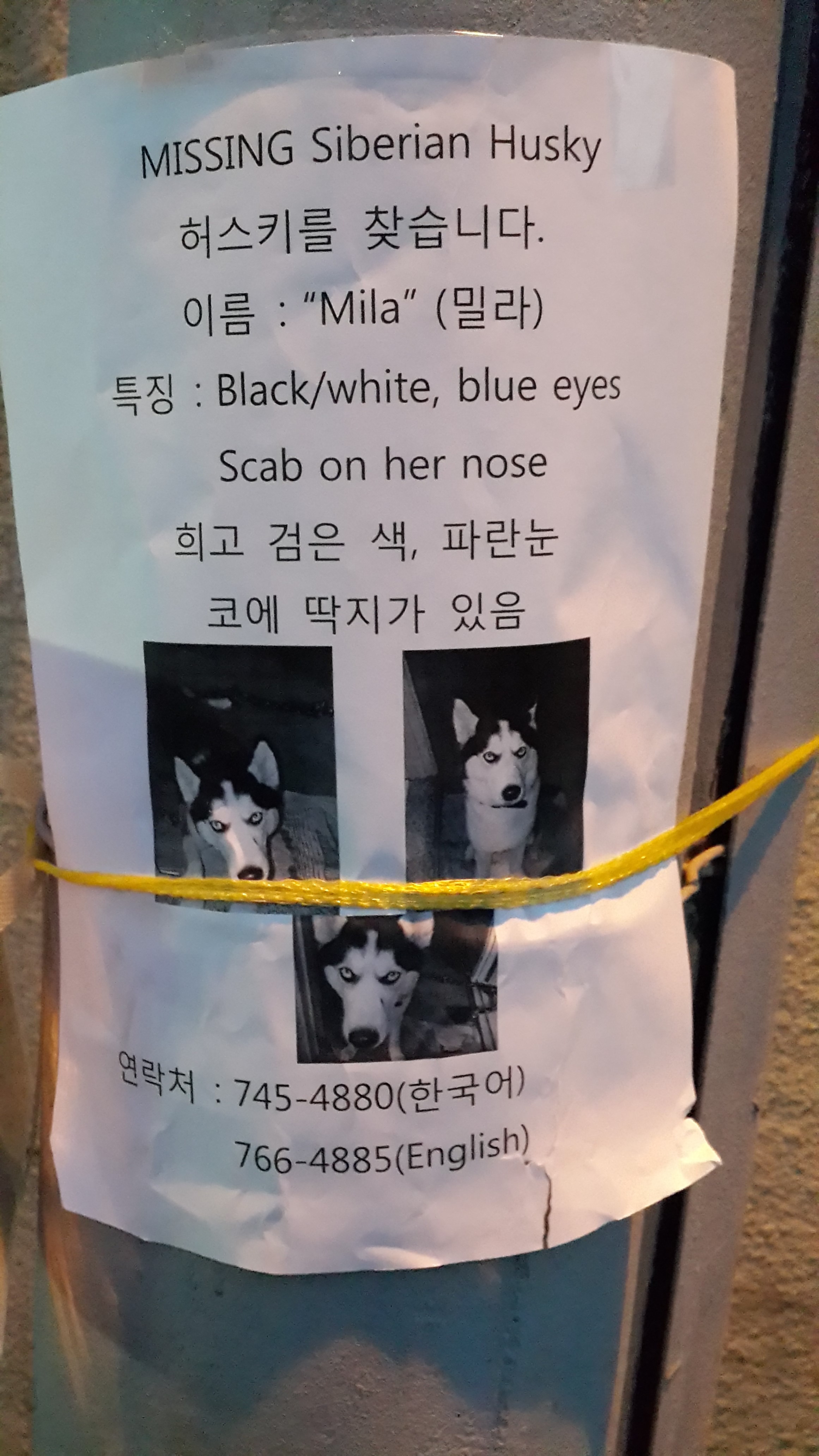 대구 수성구 일대에서 실종된 허스키 찾아요~