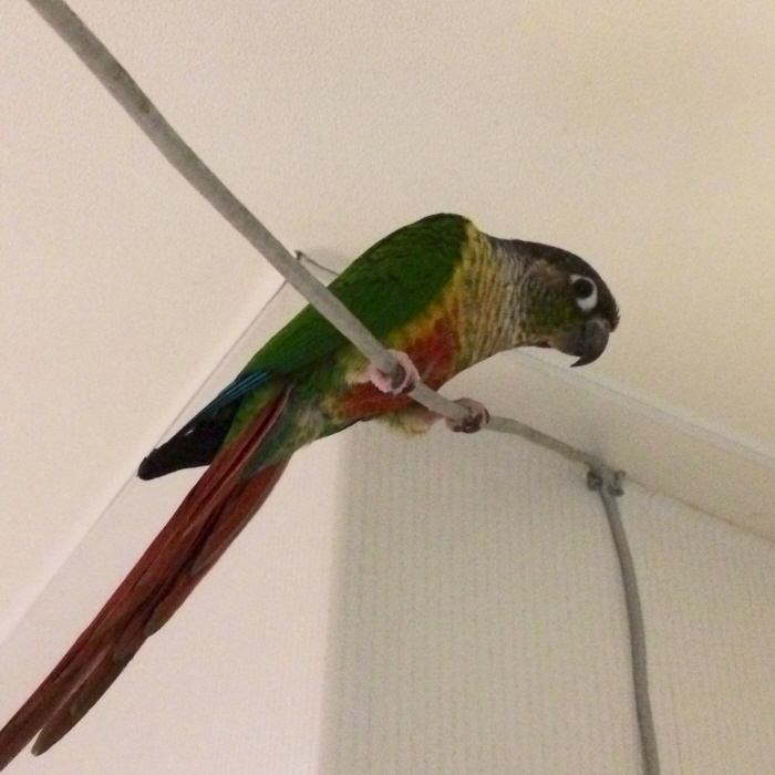 앵무새(옐로우사이드코뉴어)를 찾습니다(광장동)