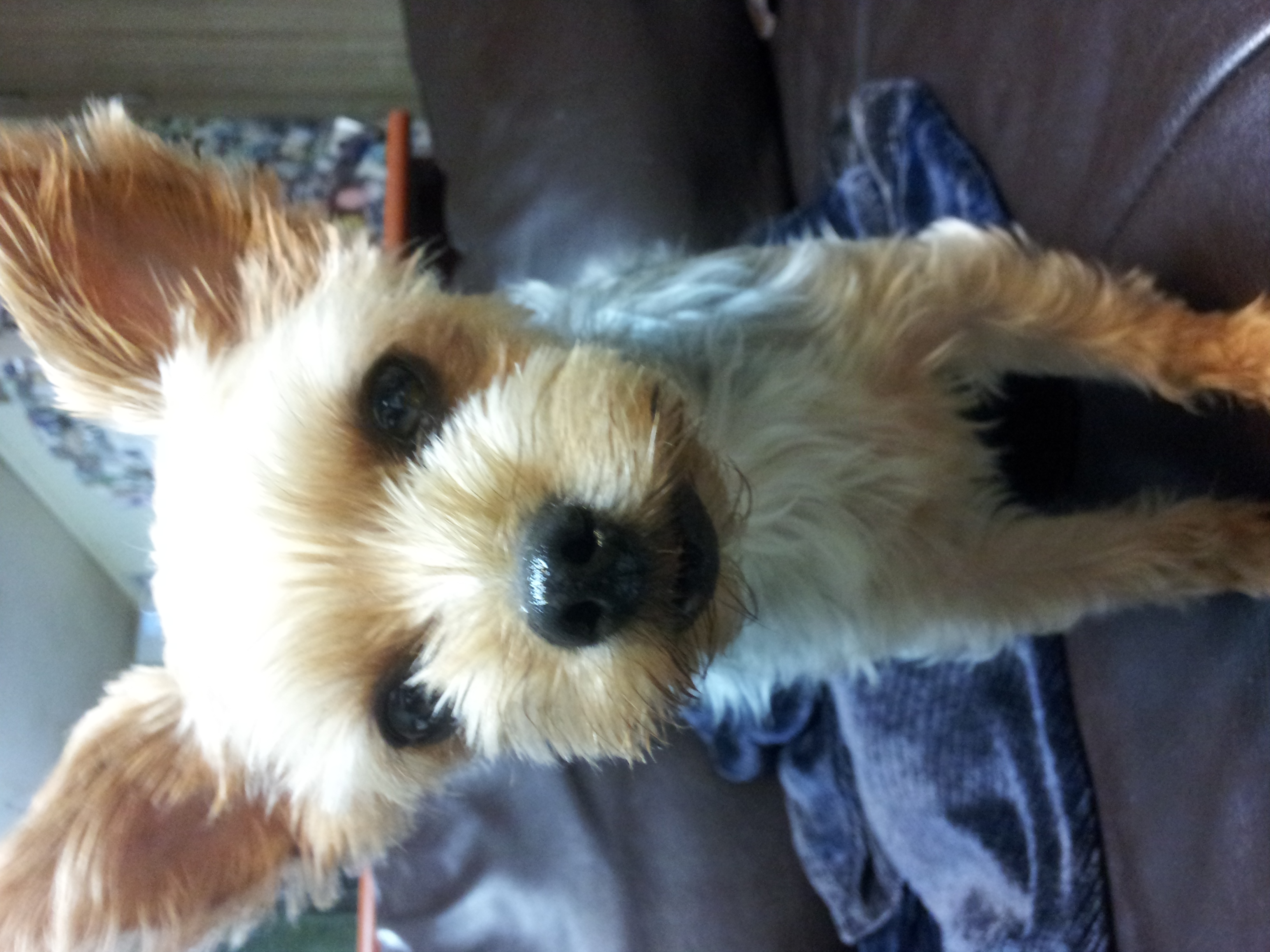 요크셔테리어를 찾습니다. 